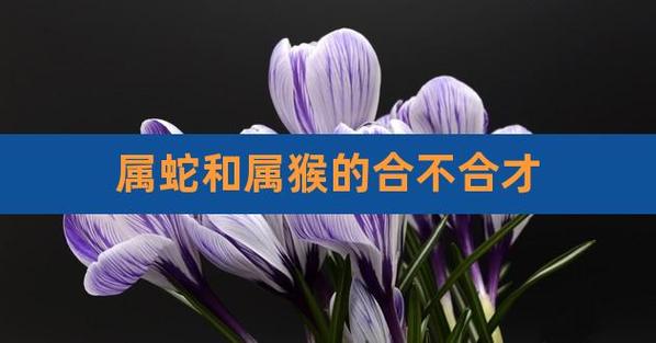 属猴和属蛇的合不合财