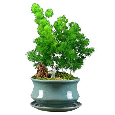 属猴的客厅放什么植物好,一抹香是首选