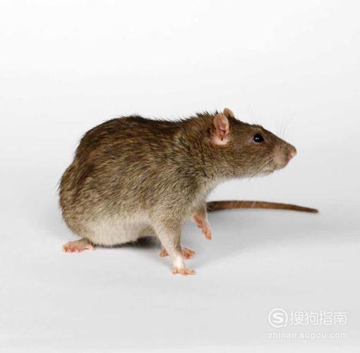 怀孕梦见两只老鼠