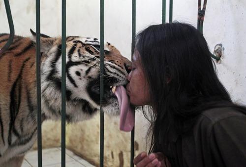 揭秘生肖虎被强吻会如何应对