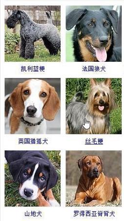 宠物狗名字大全萌萌哒英文
