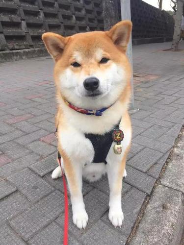 生活中比较严肃不苟言笑的五大生肖