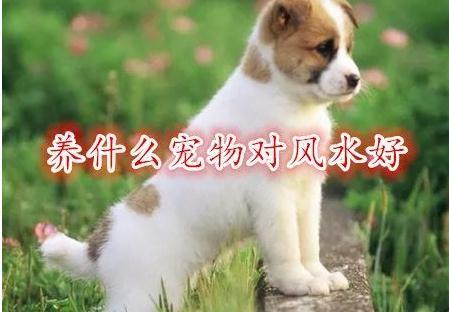 养宠物有哪些风水有讲究