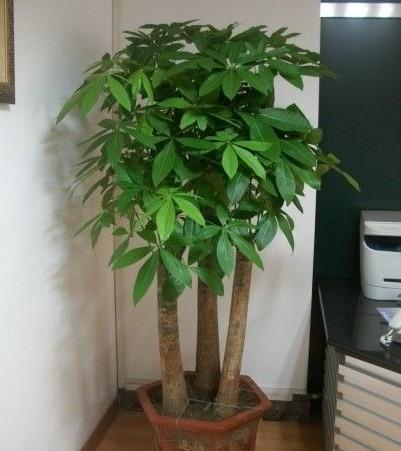 家居风水植物搭配技巧