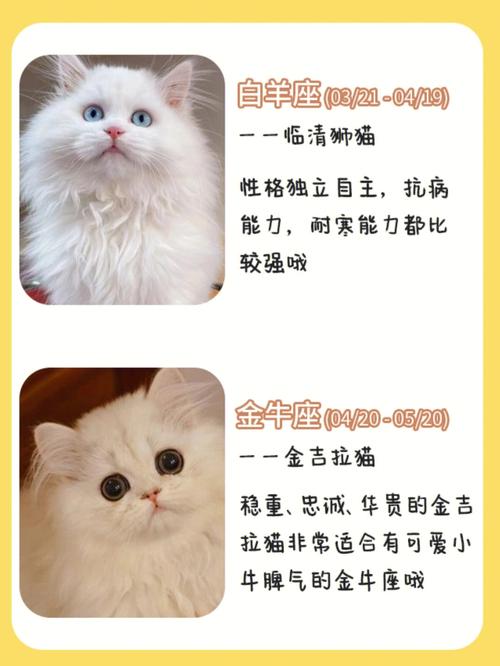 金牛女是什么品种的猫