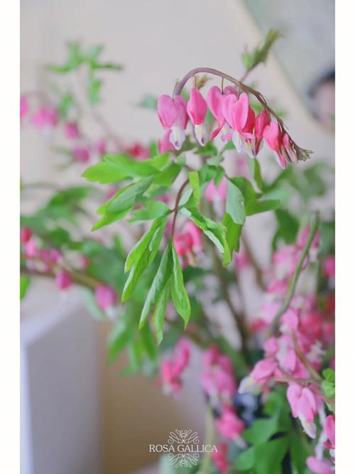 荷包花花语及含义:援助、富有、富贵