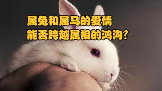 生肖男兔和生肖女马的爱情