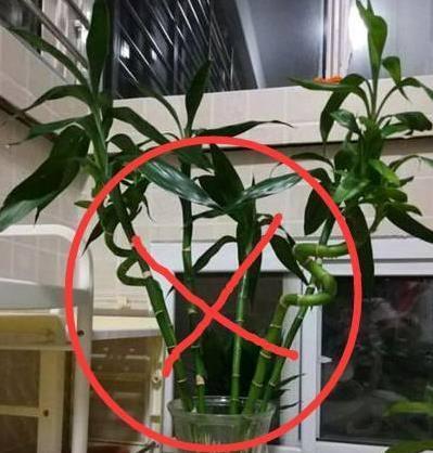 富贵竹禁忌摆放几只位置