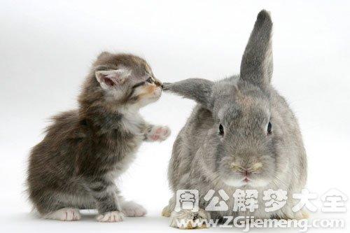 梦见兔子和猫在咬我