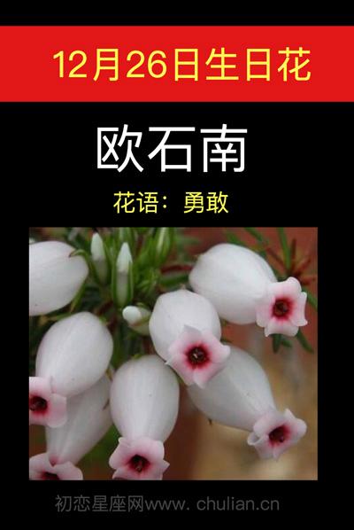 12月26日生日花语:欧石南