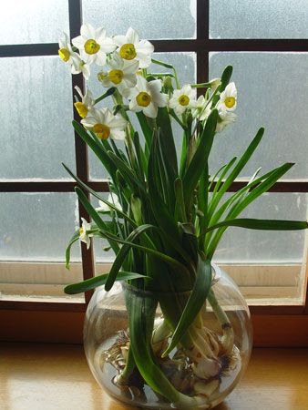 水仙花风水摆放知识