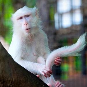 梦见自己变成一只猴子