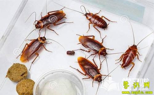 梦见吃蟑螂是什么意思