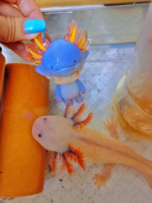 六角龙鱼有风水讲究吗