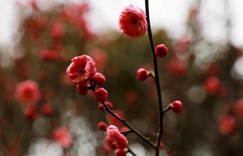 梦见梅花绽开怎么回事