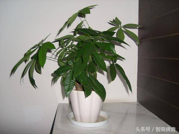 财位可放什么植物,财神位放什么花最旺财