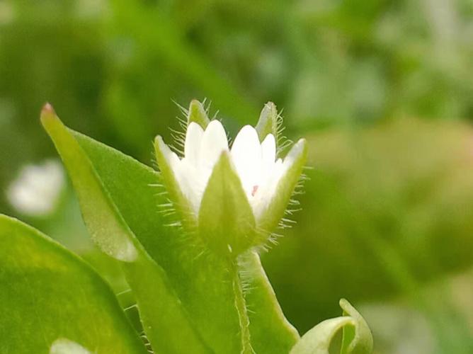 女命正缘桃花4朵代表什么