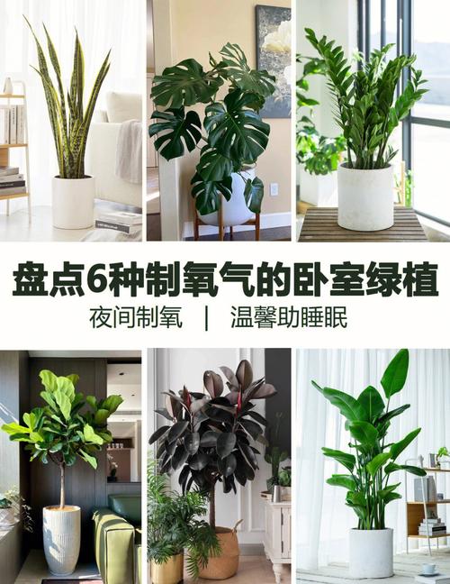 ?卧室适合摆放什么植物