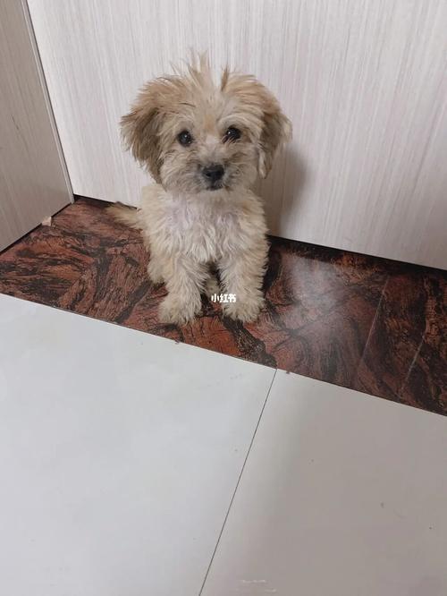 丑时狗出生的男孩命好吗