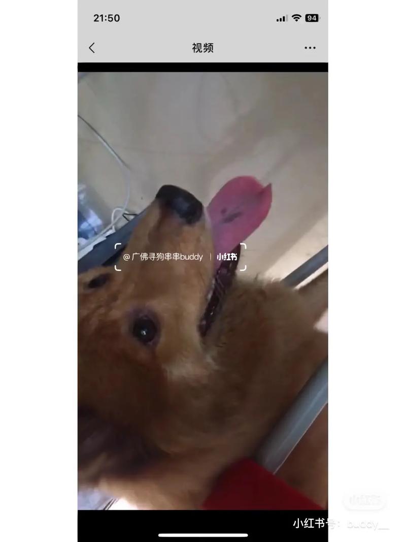 梦见自己捡到狗带回家