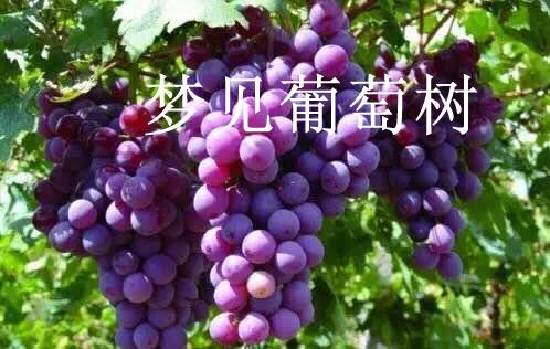 梦见葡萄树是胎梦吗