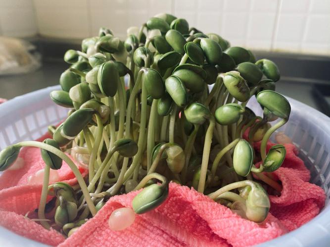 梦见黄豆、种黄豆