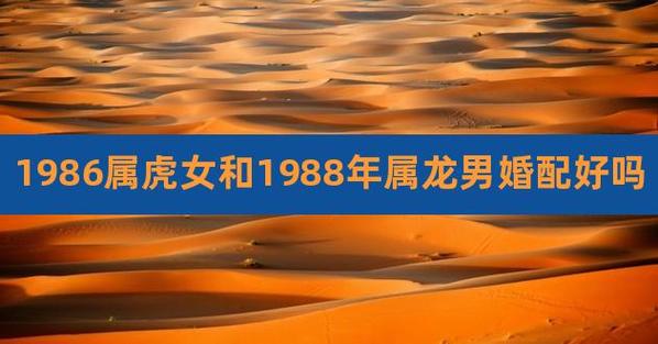 88年属相龙男士和86年属相虎女士在一起搭配吗