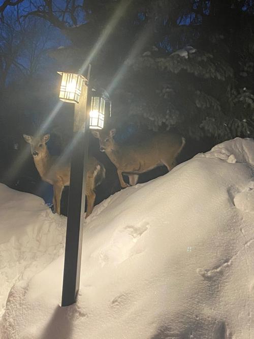 梦见雪深过膝