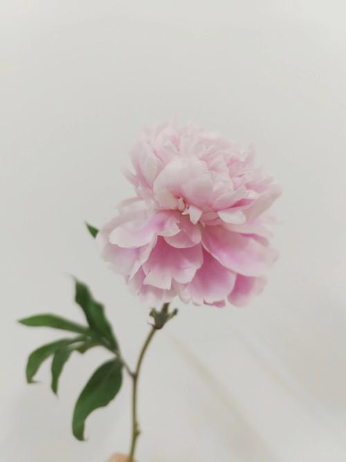 梦见芍药花周公解梦,梦见芍药花是什么意思?