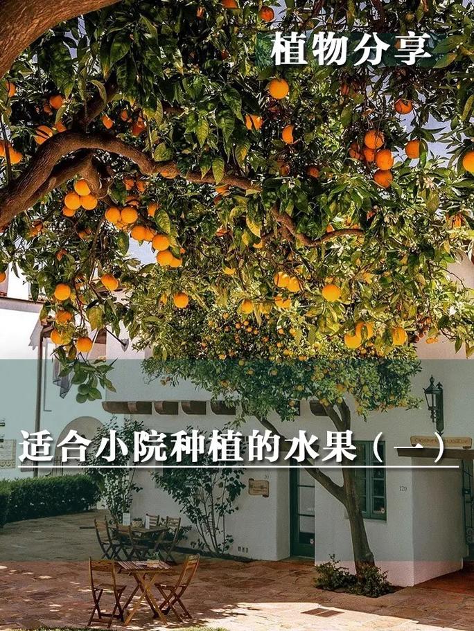 家中庭院适合种的果树