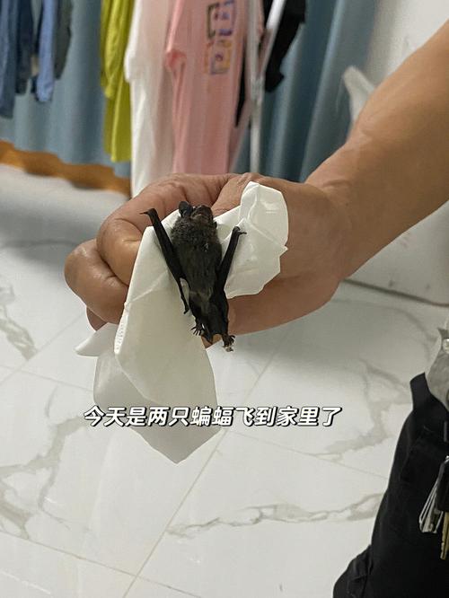 蝙蝠飞进屋里是吉是凶