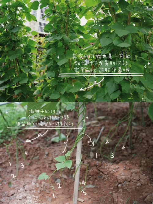 梦见给四季豆撒肥料