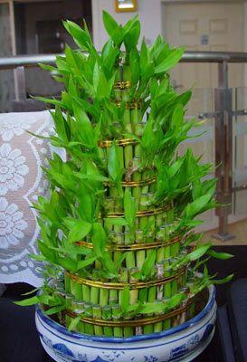 风水中财位放什么植物好