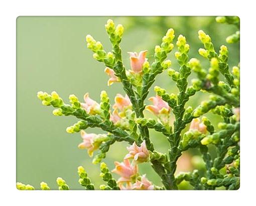 12月8日生日花语:侧柏
