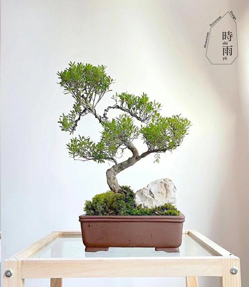 如何利用盆景提升风水运势