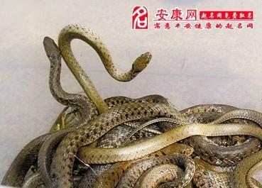 梦见田里有蛇