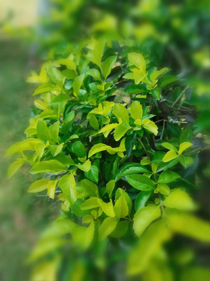 花语科普:假连翘花语是什么