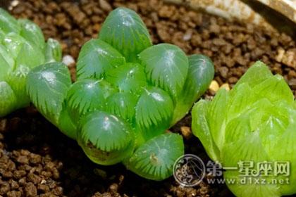 属鸡人养什么植物能驱煞气挡霉运