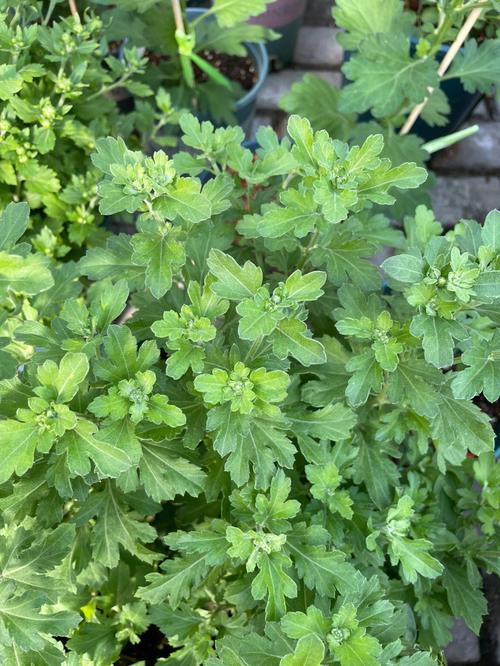 梦见种花是什么意思？