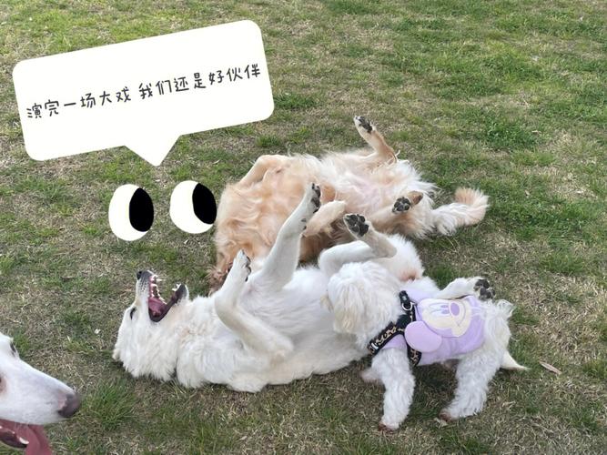 梦见两只狗一黑一白是什么意思