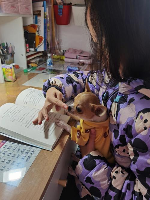 家养宠物,安置爱宠有学问