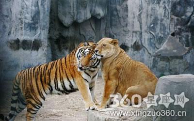 ?梦到梦见狮子老虎是什么意思