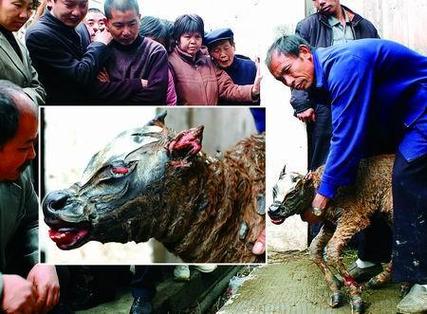 梦见牛生犊周公解梦,梦见牛生犊是什么意思?