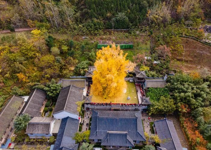 西安千年银杏古树
