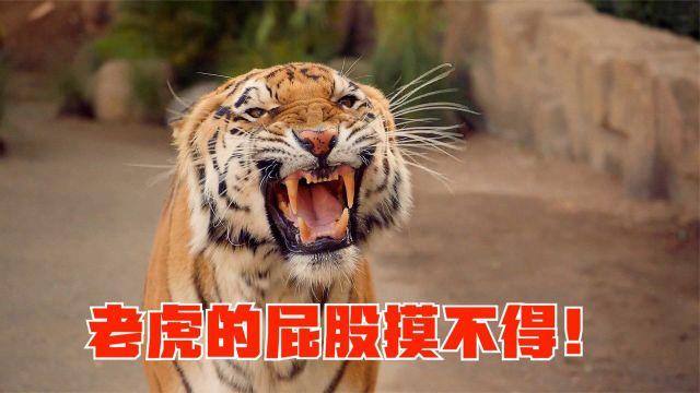 梦见被老虎咬屁股