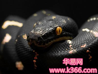 梦见黑色蟒蛇