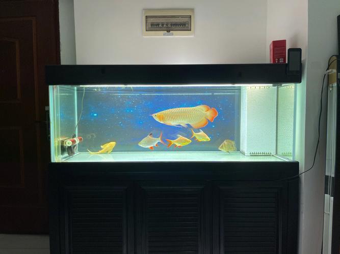 红龙鱼风水:红龙鱼的风水作用