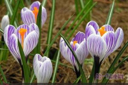 3月12日生日花语:沙洲蕃红花