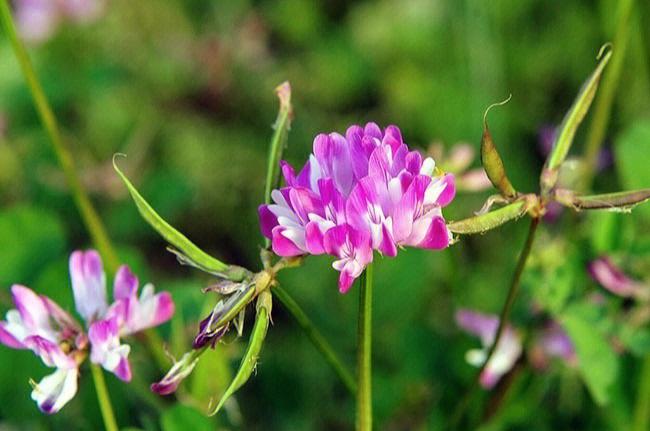 花语大全:紫云英的花语是什么?