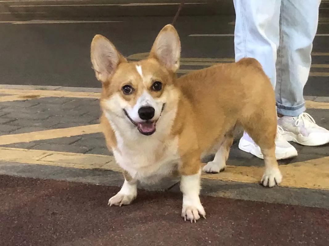 好听的柯基犬名字